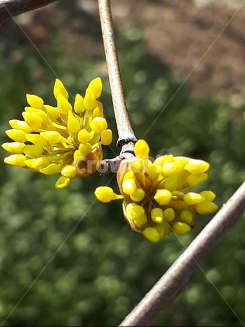 산수유,산수유꽃,plant,식물,꽃망울,산수유나무,산수유차,corni,japanesecornliancherry