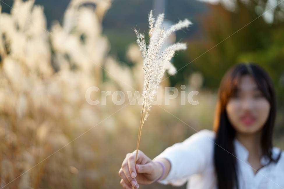 억새,갈대,가을,감성,감성사진,감성샷,계절,풍경,자연,느낌,날씨,식물,나들이,여성,여자,가을,계절,fall,autumn,season,식물,자연,plants,nature,사람,인물,인간,human,person,여성,여자,woman,female,lady,인물실루엣,사람실루엣,character silhouette,human silhouette,감성,sensible,feeling,plant,grass,잔디