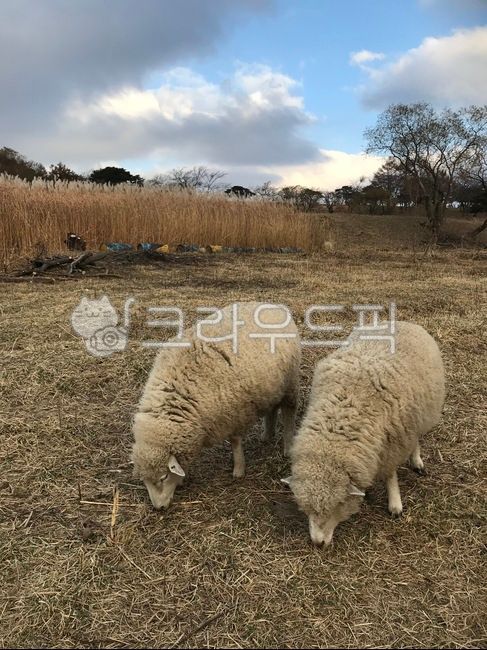 sheep, 양, animal, 동물, mammal, 사진,이미지,일러스트,캘리그라피 - ljw31작가