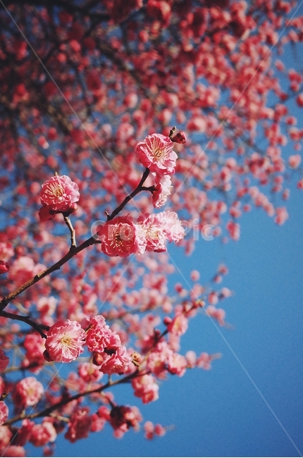 자연,봄,꽃,하늘,감성사진,flower,flowers,nature,봄,계절,spring,season,식물,자연,plants,nature,꽃,flower,plant,blossom