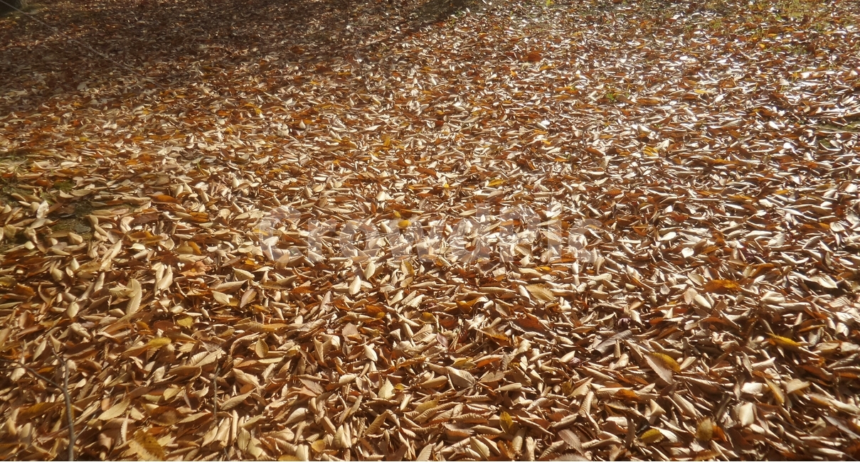 낙엽,나뭇잎,갈색잎,잎사귀,단풍잎,가을,계절,fall,autumn,season,ground,바닥,plant,식물
