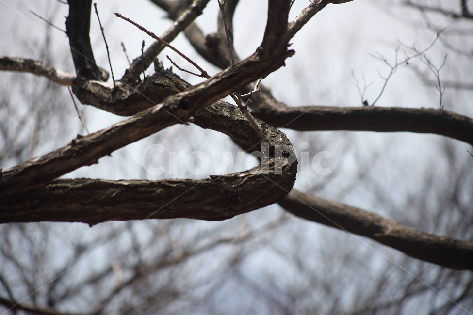 나무,식물,가지,wood,tree,나무,trees,wood