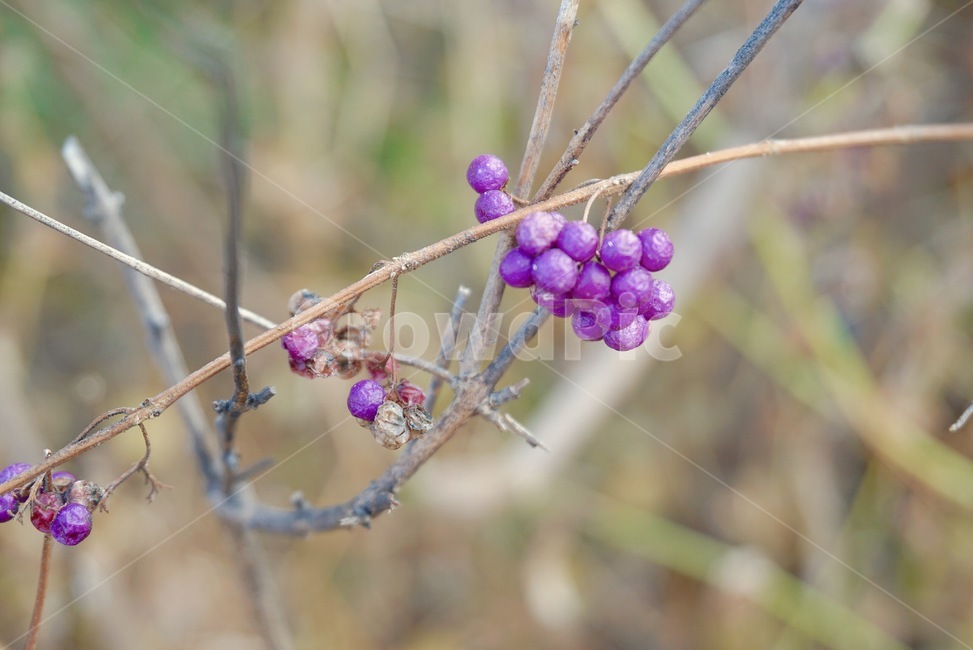 보라색,열매,가을,수확,나뭇가지,식물,자연,plants,nature,과일,열매,fruit
