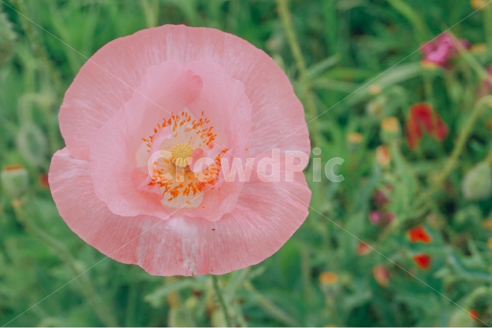 양귀비,꽃,양귀비꽃,함안,함안둑방길,자연,하늘,식물,자연,plants,nature,꽃,flower,감성,sensible,feeling