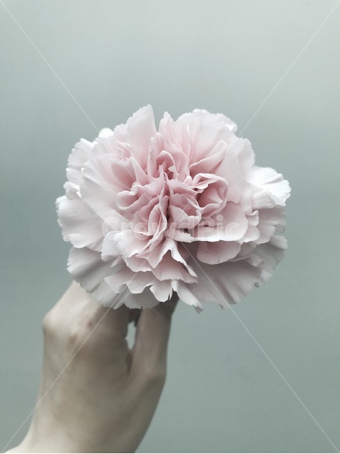 flower,plant,꽃과손,분위기,감성사진,핑크,꽃