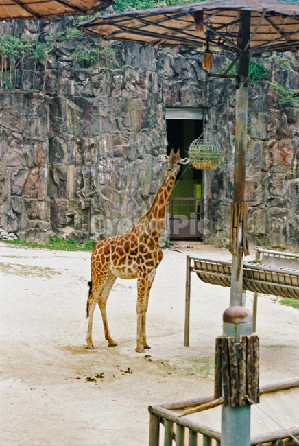 giraffe,기린,animal,동물,wildlife,포유류,mammal,야생생물,동물,animal,포유류,mammal