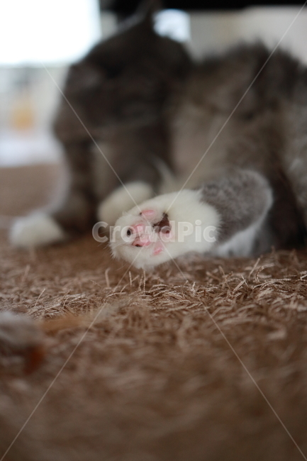 반려동물,고양이,캣,cat,랙돌,페르시안,동물,animal,포유류,mammal,고양이,cat,kitten,kitty