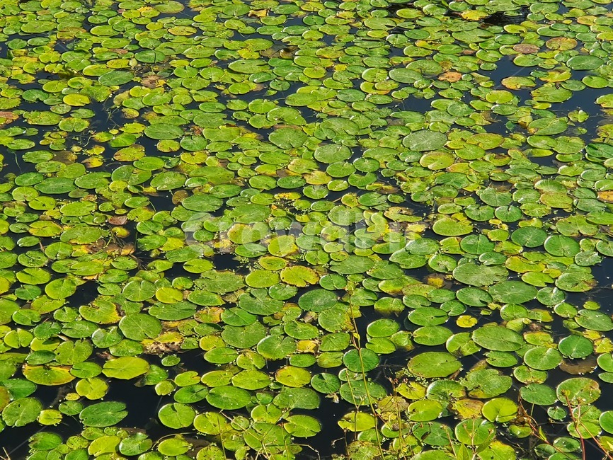 plant,식물,green,자연,물,식물,자연,plants,nature