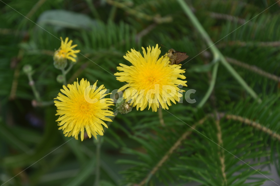 plant,식물,꽃,수목원,민들레,식물,자연,plants,nature,꽃,flower