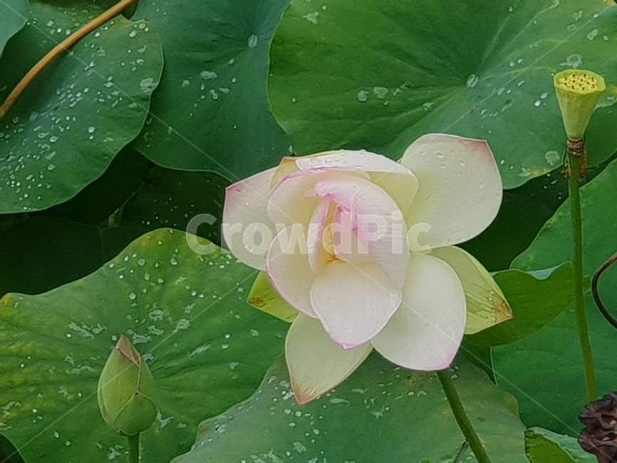 연꽃,꽃,수련,식물,lotusblossom,flower,연,수초,식물,자연,plants,nature,꽃,flower