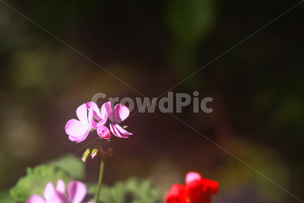 꽃,분홍꽃,꽃잎,자연,접사,식물,자연,plants,nature,꽃,flower