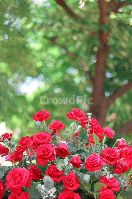 장미,꽃,봄,5월,장미사진,식물,자연,plants,nature,꽃,flower