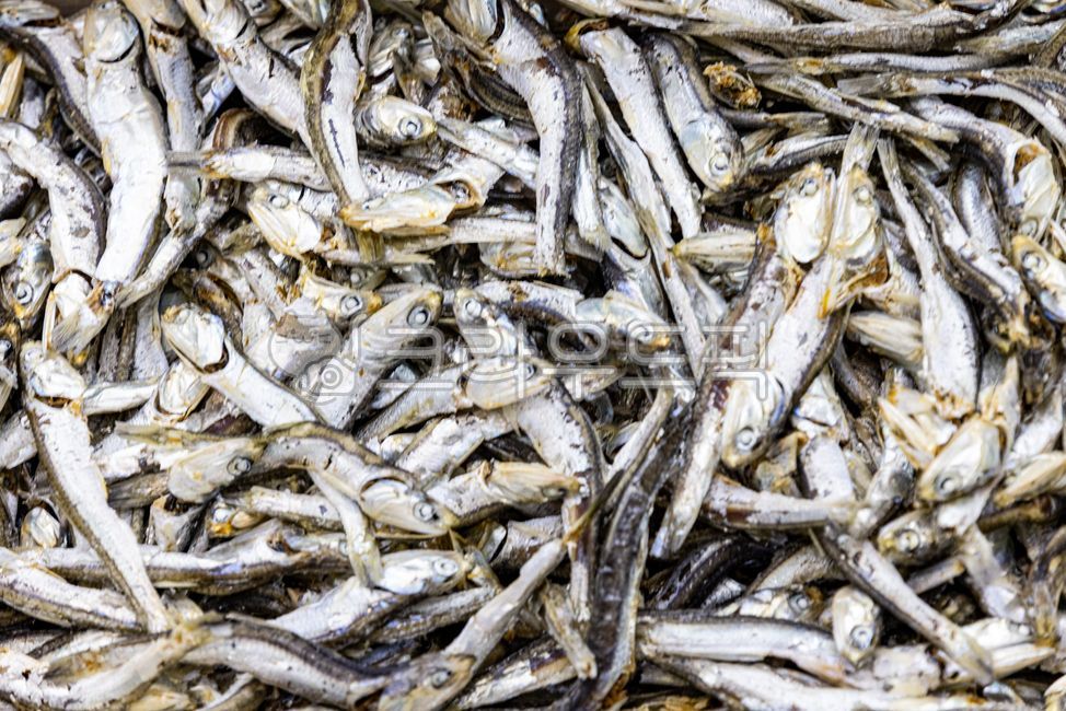 멸치,건멸치,건조,마른멸치,생선,해산물,요리재료,멸치볶음,술안주,anchovy,해양생물,fish
