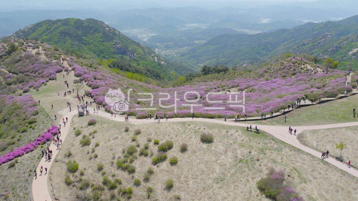 황매산,철쭉,철쭉축제,봄,봄배경,산,봄꽃,꽃,spring