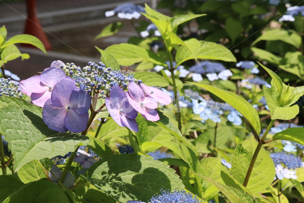꽃,자연,수국,nature,flower