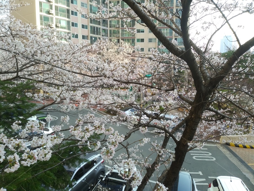 봄,꽃,만개,개화,벚꽃,봄꽃,나무,나뭇가지,계절,spring,flower,tree,branch,season,botany,식물,식물,자연,plants,nature,꽃,flower