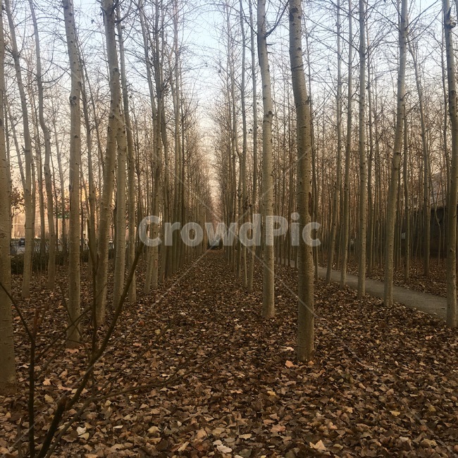 자연,가을,계절,낙엽,나무,풍경,쓸쓸,고독,쓸쓸함,ground,바닥,tree,plant,식물