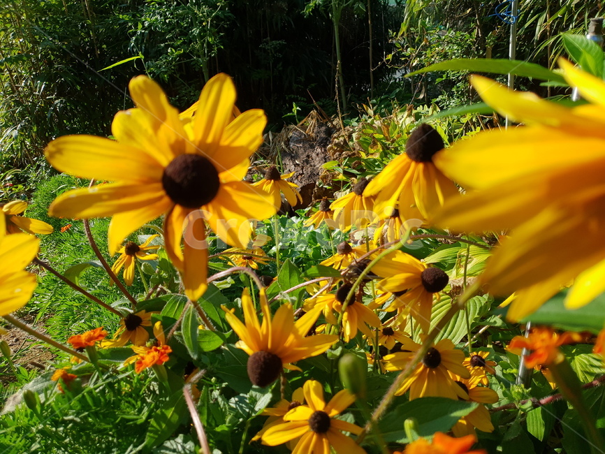 초록,그린,식물,자연,plant,nature,plants,green,flower,yellow,ludovicia,루드베키아,식물,자연,plants,nature,꽃,flower