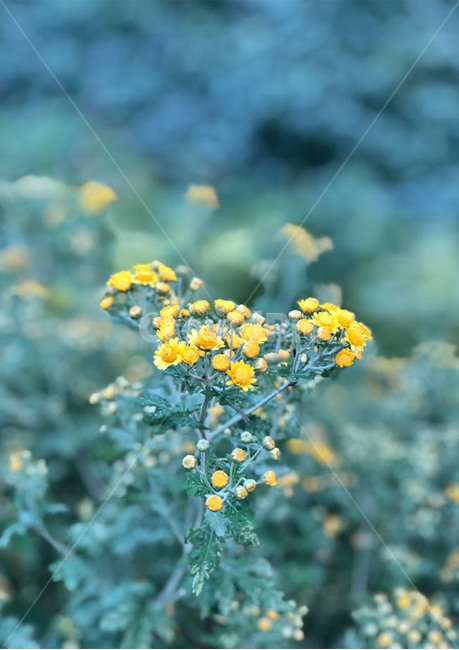 꽃,노란색,노란꽃,plant,flower,식물,yellow,봄,풍경,자연,배경화면,감성사진,핸드폰배경화면
