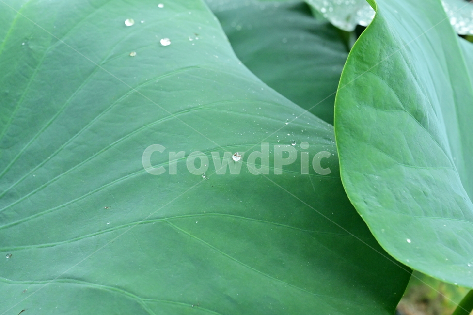 plant,식물,leaf,잎,연잎,물방울,식물,자연,plants,nature