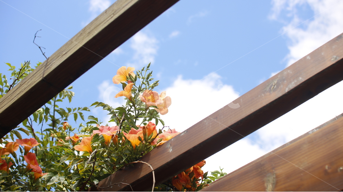 꽃,능소화,trumpetcreeper,생화,flower,한옥,하늘,능소화나무,greattrumpetflower,凌霄花,花,플라워,realflower,naturalflower,자연,natural,주황색,orange,주황,color,식물,자연,plants,nature,꽃,flower