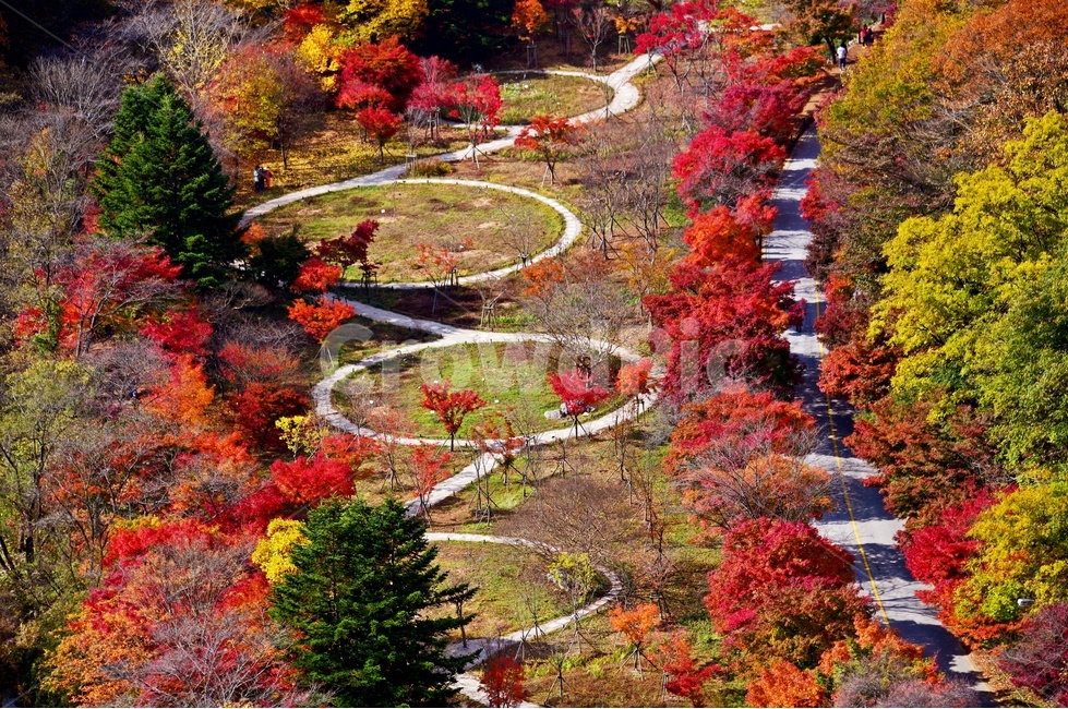 정읍,내장사,내장산,tree,나무,plant,식물,leaf,잎,maple,단풍,추색,만추,자연,경치,경관,풍경,도로,차량,포장도로,가을,낙엽,단풍잎,공원,국립공원,계절,가을,계절,fall,autumn,season,자연,풍경,nature,landscape