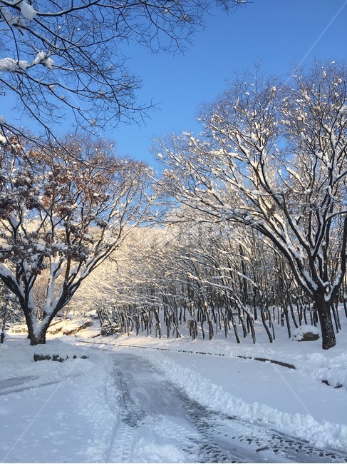 설경,눈,눈길,겨울,파란하늘