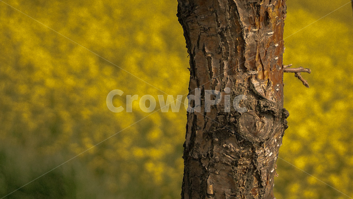자연,노랑,yellow,nature,나무,tree,plant,식물,treetrunk,나무줄기,나무,trees,wood