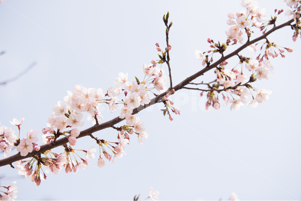 벚꽃,나무,분홍,봄,꽃,봄,계절,spring,season,식물,자연,plants,nature,꽃,flower,감성,sensible,feeling,plant,blossom,cherry blossom