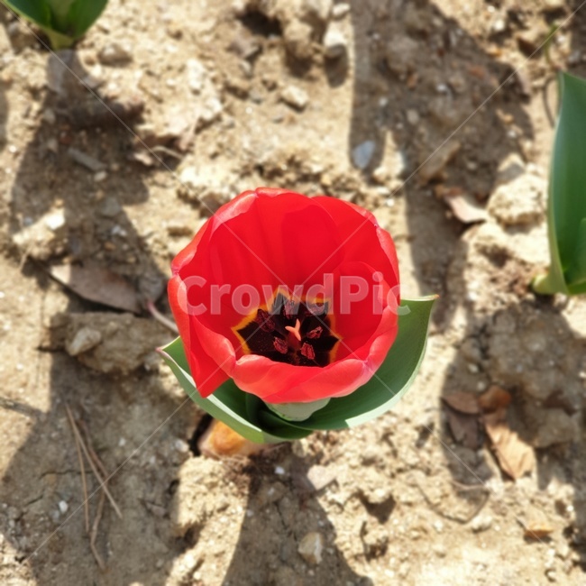 plant,식물,rose,장미,blossom,꽃,flower,soil,흙,튤립,자연,공원