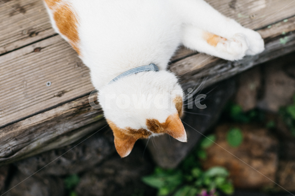 고양이,야옹이,냥,길냥이,꽃냥,동물,야옹,cat,캣,동물,animal,포유류,mammal,고양이,cat,kitten,kitty,감성,sensible,feeling