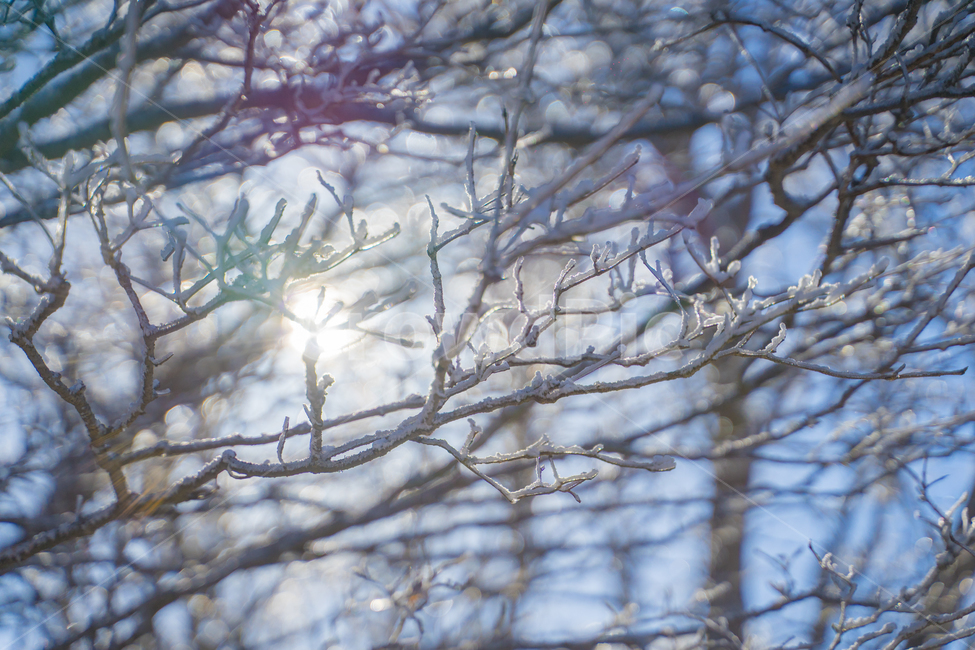 눈꽃,눈,제주도,겨울한라산,한라산,겨울,계절,winter,season,자연,풍경,nature,landscape