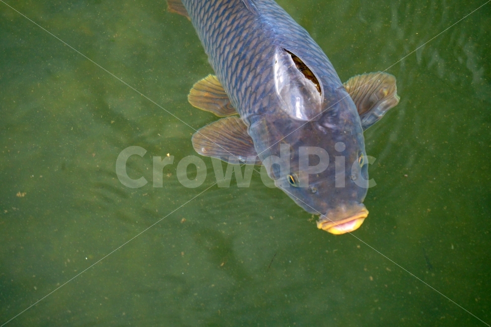 잉어,물고기,생선,어류,fish,동물,animal,붕어,물,water,강,하천,river,자연,nature,물속,여름,summer,수영,헤엄,지느러미,낚시,호수,lake,한국의자연,한국풍경,동물,animal,어류,물고기,fish