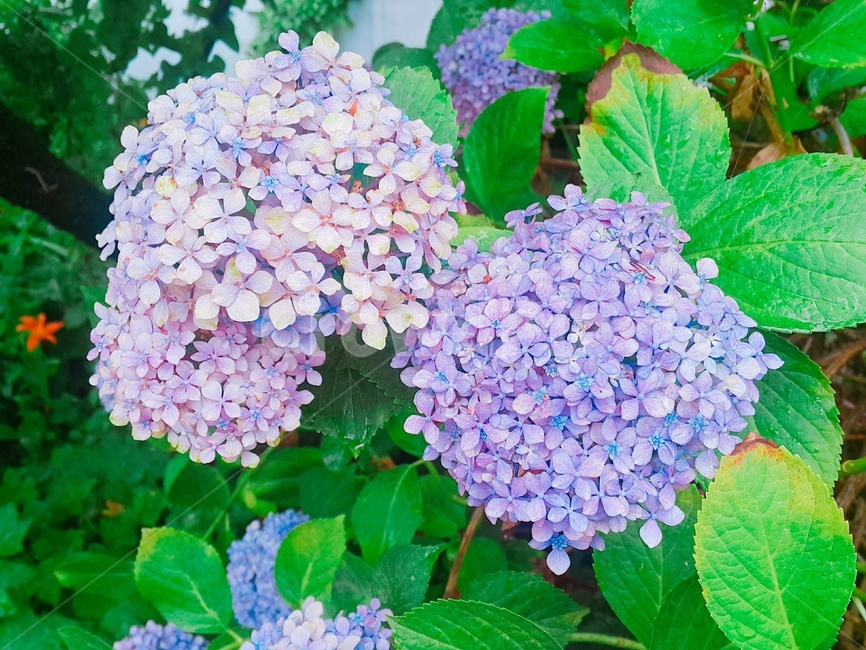 plant,식물,flower,꽃,수국