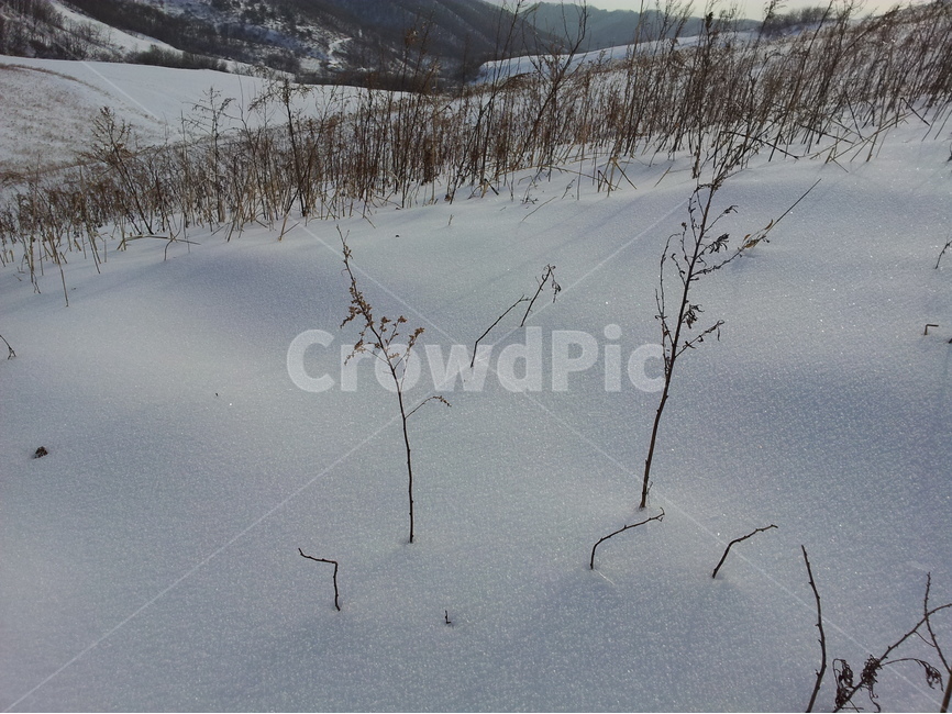 겨울,설경,눈,계절,winter,겨울,계절,winter,season,식물,자연,plants,nature