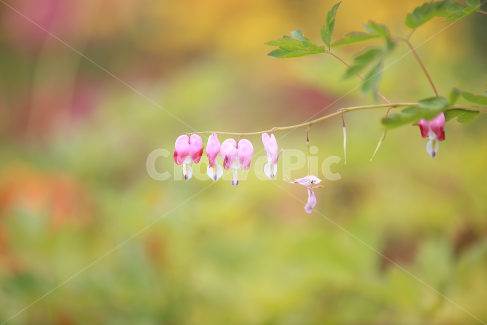 plant,식물,blossom,flower,꽃,방울꽃,용인농촌테마파크,테마,식물,자연,plants,nature,꽃,flower