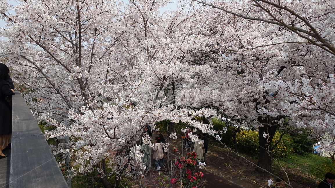 삼락강변,벚꽃,봄풍경,봄꽃,꽃,봄,계절,spring,season,자연,풍경,nature,landscape,plant,식물,flower,blossom