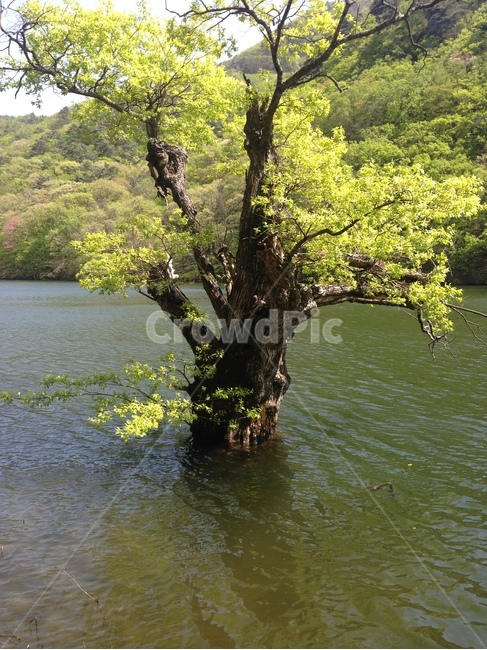 주산지,주왕산,저수지,인공저수지,왕버들,버드나무,수중,물속,청송,한국,jusanji,juwangsan,reservoir,artificialreservoir,weepingwillow,koreanweepingwillow,underwater,water,cheongsong,korea