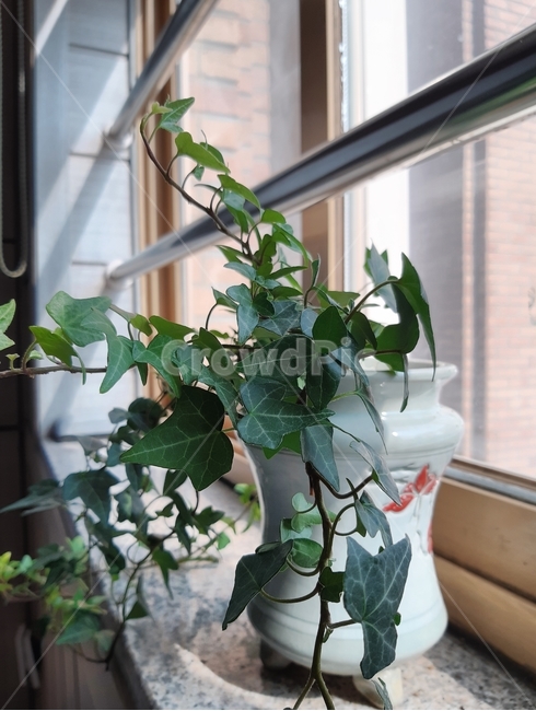 plant,식물,감성,화분,생생함,vivid,emotional,alive,green