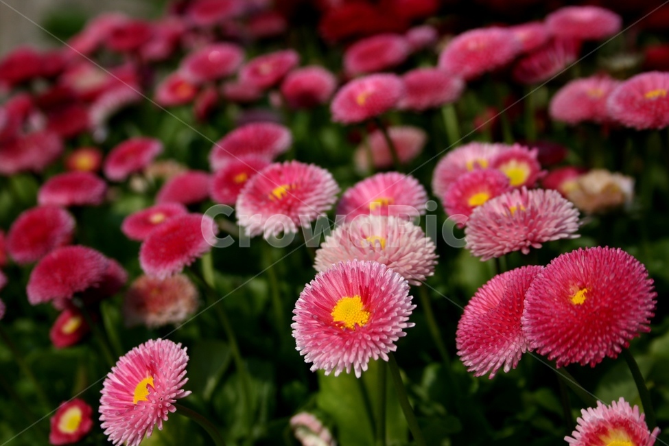봉봉데이지,데이지,붉은꽃,blossom,flower,식물,자연,plants,nature,꽃,flower