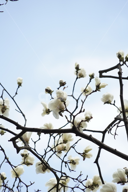 목련,꽃,나무,하늘,하얀목련,식물,식물,자연,plants,nature,꽃,flower
