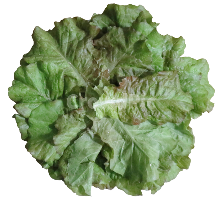 상추,야채,채소,쌈채소,음식,봄,비타민,풀,녹색,그린,채소,야채,vegetables,누끼,remove background