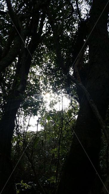 나무,숲,산책,바위,산책로,tree,식물,wood,forest,덤불숲,삼림지대,thicket,grove,woodland,walk,trail,오솔길,path