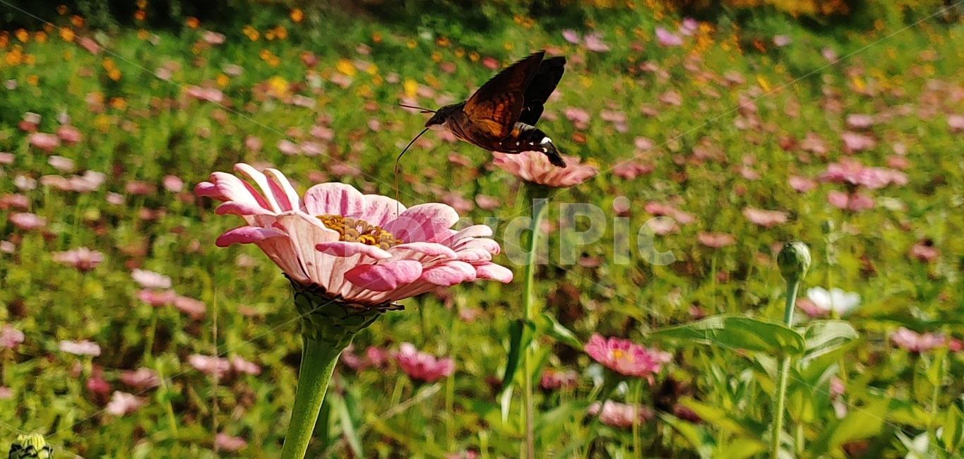 plant,식물,flower,꽃,꽃잎,꼬리각박시나방,나방,식물,자연,plants,nature,꽃,flower,곤충,벌레,insect,bug
