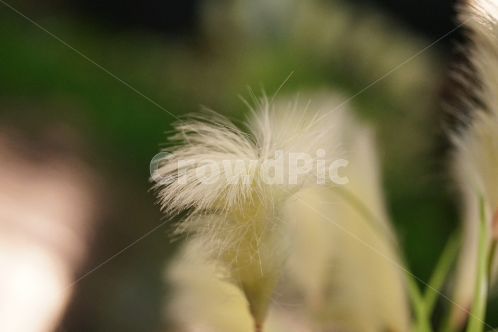 꽃,모형,풀,실내,조명,식물,자연,plants,nature,감성,sensible,feeling