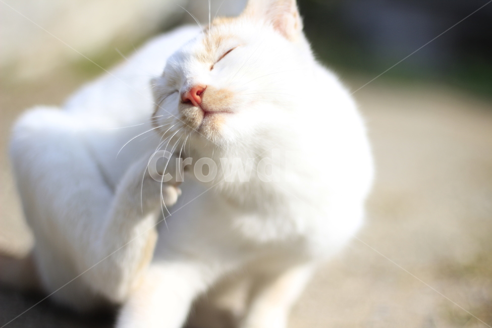 동물,고양이,감성,반려,야옹