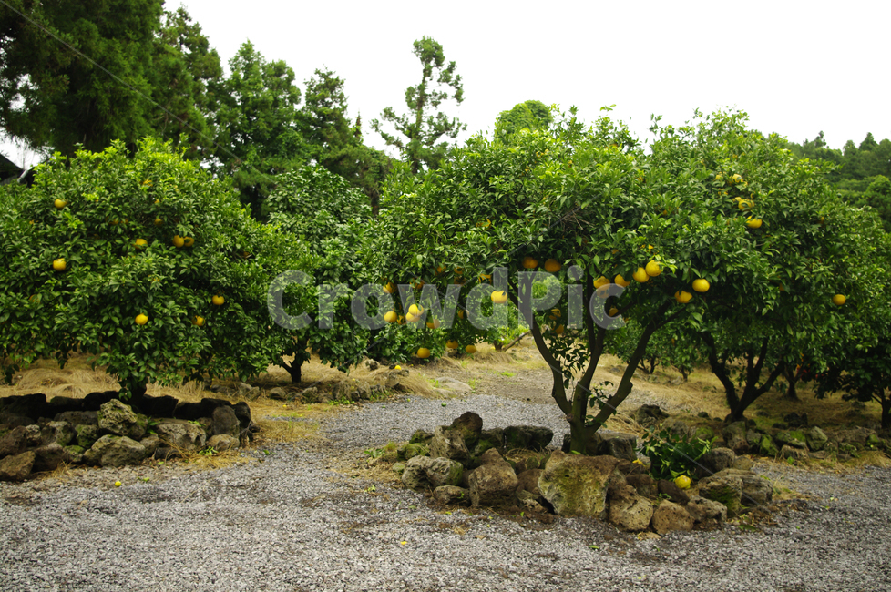 유자,열매,나무,식물,plant,식물,자연,plants,nature,나무,trees,wood,과일,열매,fruit