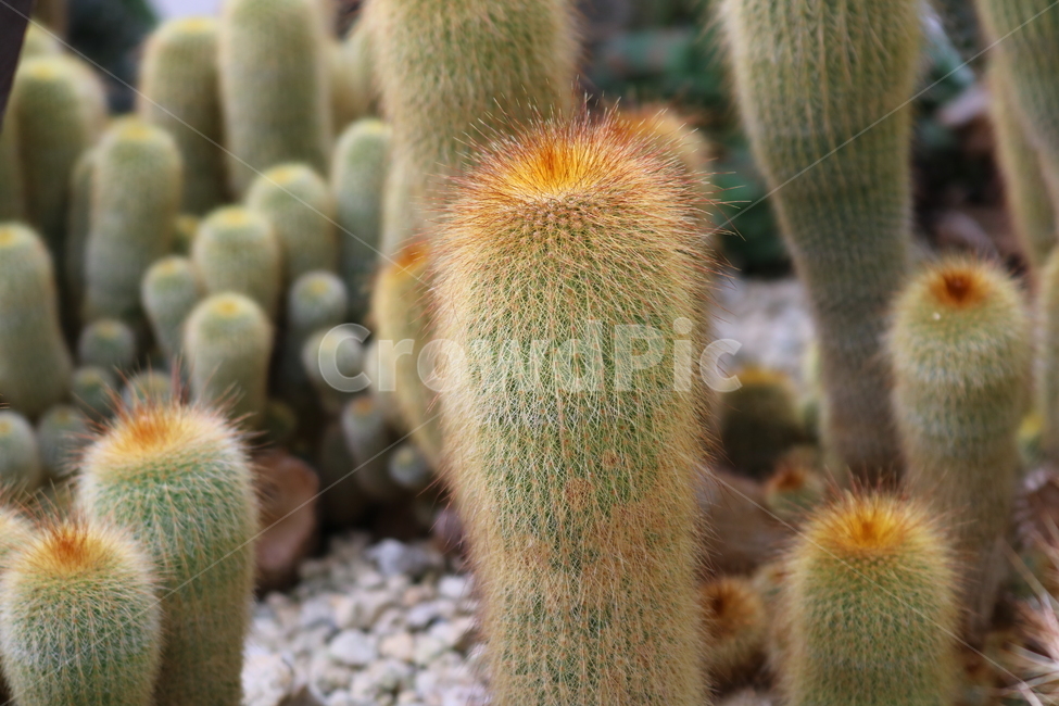 선인장,금황환,식물,자연,가시,식물,자연,plants,nature