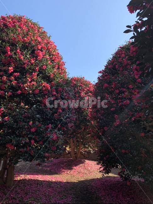 겨울,꽃,나무,제주,동백,식물,plant,겨울동백,동백꽃,제주도,식물,자연,plants,nature,꽃,flower
