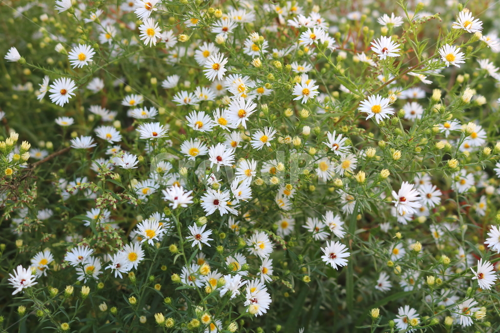 미국쑥부쟁이,쑥부쟁이,야생화,꽃,식물,미국쑥부쟁이꽃,중도국화,털쑥부쟁이,국화,국화과,들꽃,식물,자연,plants,nature,꽃,flower